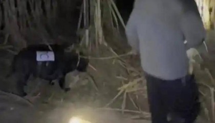 人和狗都累瘫了！9.9元的偷甘蔗爆火，老板：情况有点失控
