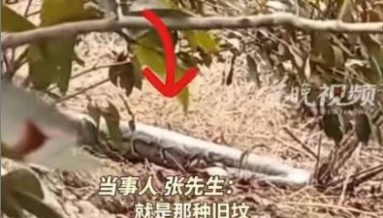 男子上山遇巨型蟒蛇晒太阳！当事人回应：目测有五六十斤重，当时离它就两米远