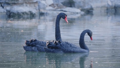 外汇市场揭秘:黑天鹅事件如何掀起狂澜?