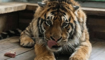 认养东北虎两年，续费时才知道老虎已死亡