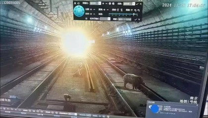 晚高峰地铁隧道内出现野猪？南京地铁：属实，正调查核实详情