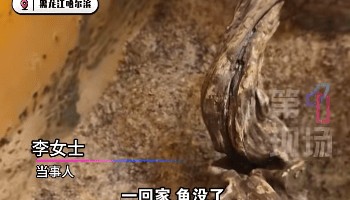 哈尔滨女子离家一年回家发现“活鱼变鱼刺”