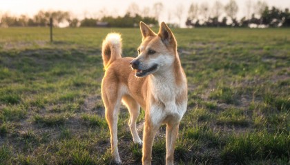 业主遭未拴绳宠物犬咬伤 狗主人拒赔被起诉，抗辩称伤者自行就医扩大损失 法院判了