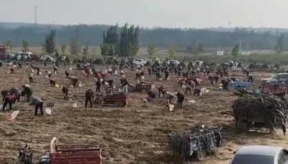 数百人冲进地里捡红薯,田主称是秋收剩下的,网友:免费翻地,利人利己