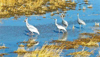 三万候鸟云集科尔沁