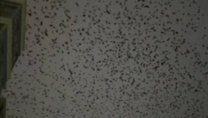 河北等多地天空现密集鸟群,网友担心是灾害预兆,当地称未收到相关预警,专家解读