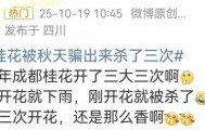 成都桂花又开了?原来是因为……