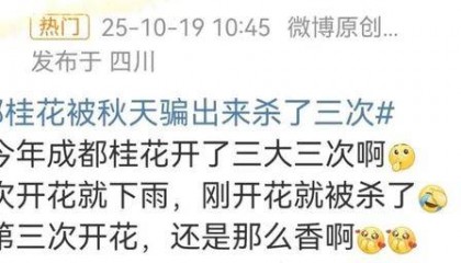成都桂花又开了?原来是因为……