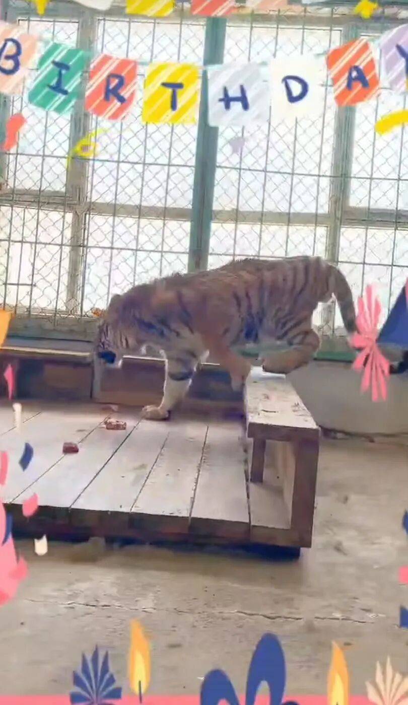 认养东北虎两年,续费时才知道老虎已死亡