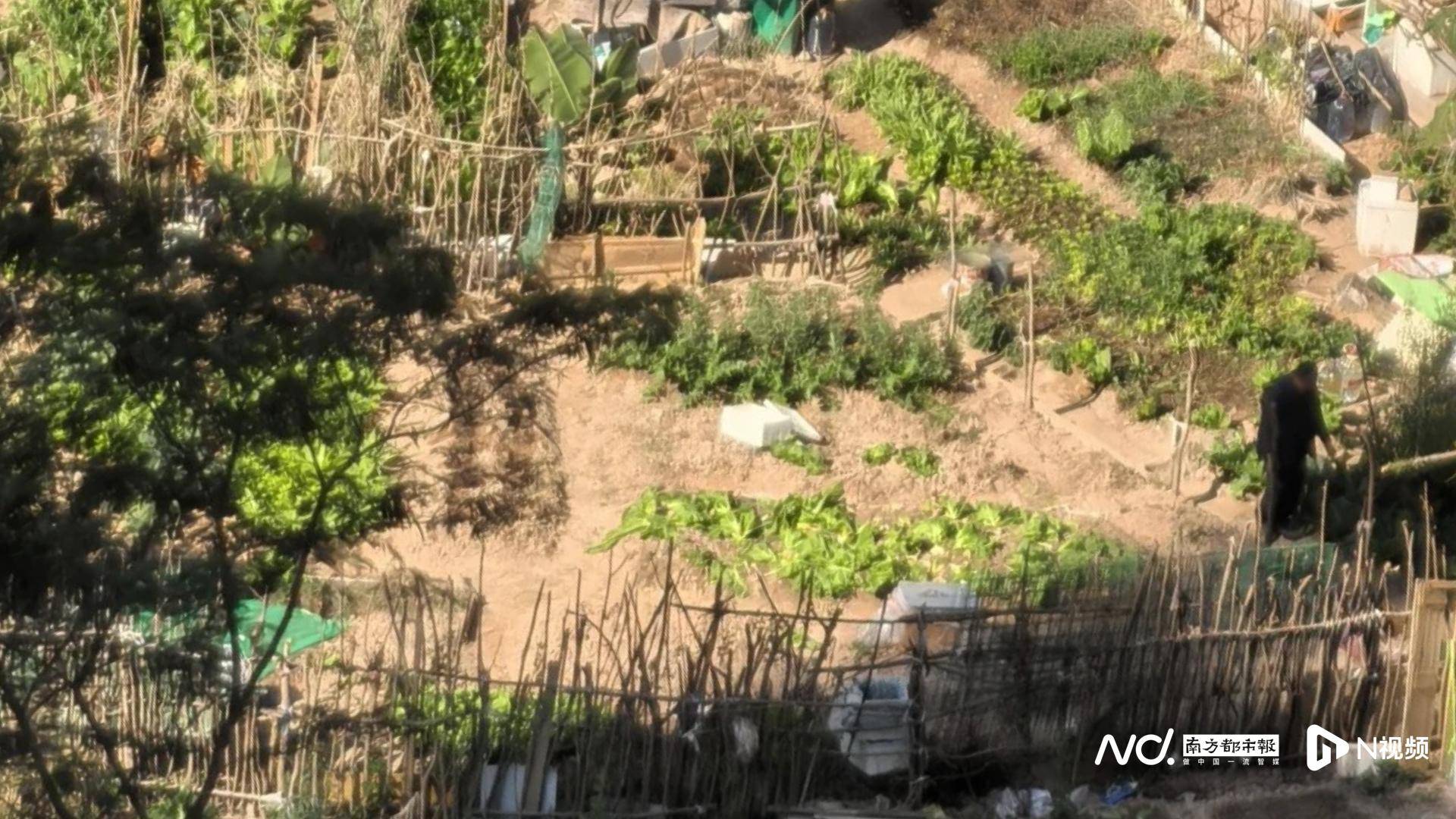深圳一学校旁储备用地遭“开荒种菜”，街道办：已装防爬设施