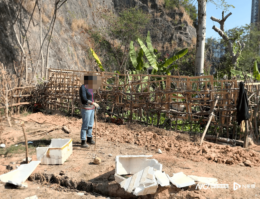 深圳一学校旁储备用地遭“开荒种菜”，街道办：已装防爬设施