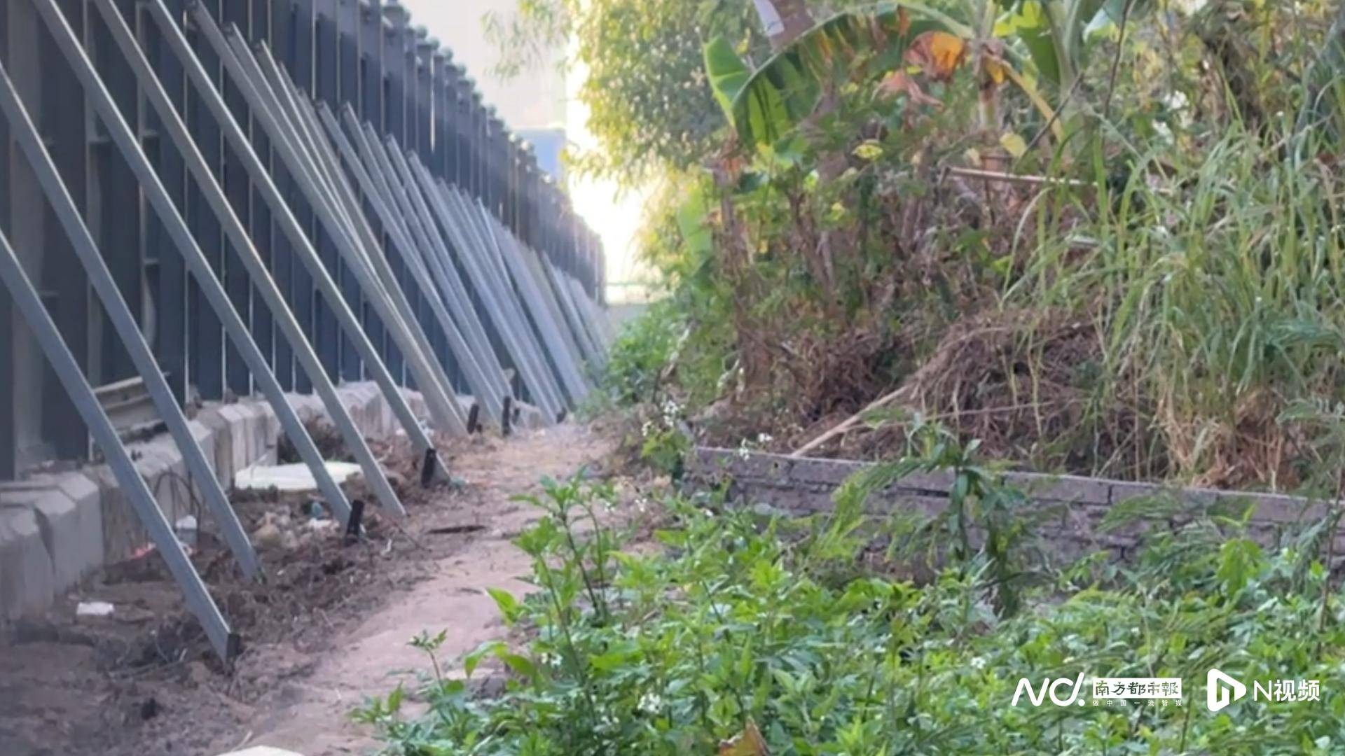 深圳一学校旁储备用地遭“开荒种菜”，街道办：已装防爬设施