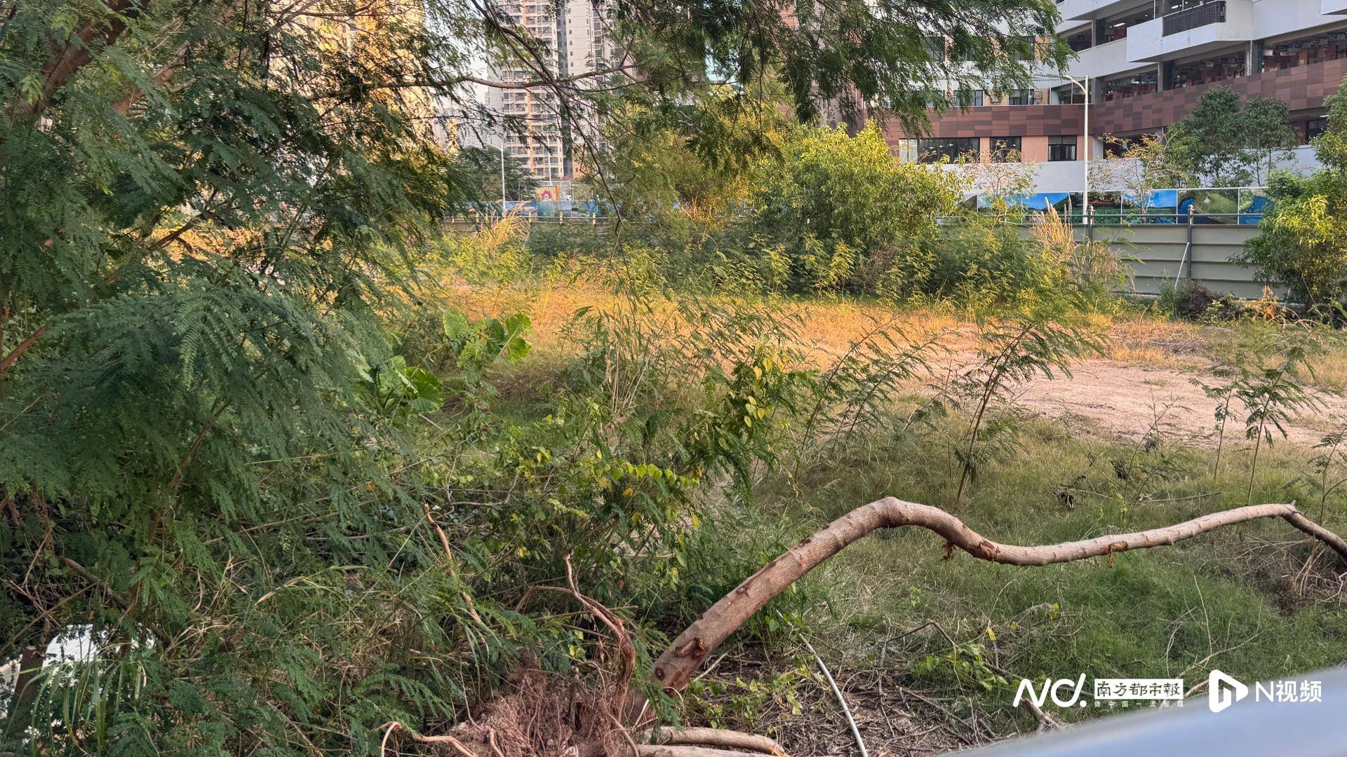 深圳一学校旁储备用地遭“开荒种菜”，街道办：已装防爬设施