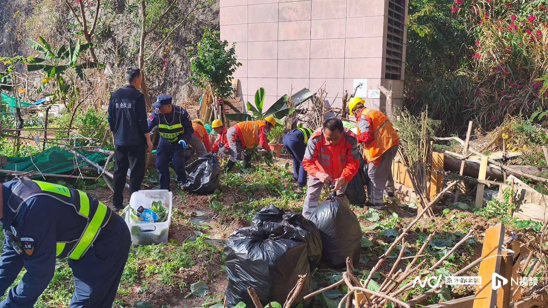 深圳一学校旁储备用地遭“开荒种菜”，街道办：已装防爬设施