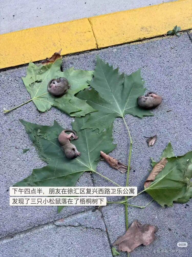 3只幼崽跌落滚烫地面，十余分钟后一场科教书式救援……网友点赞